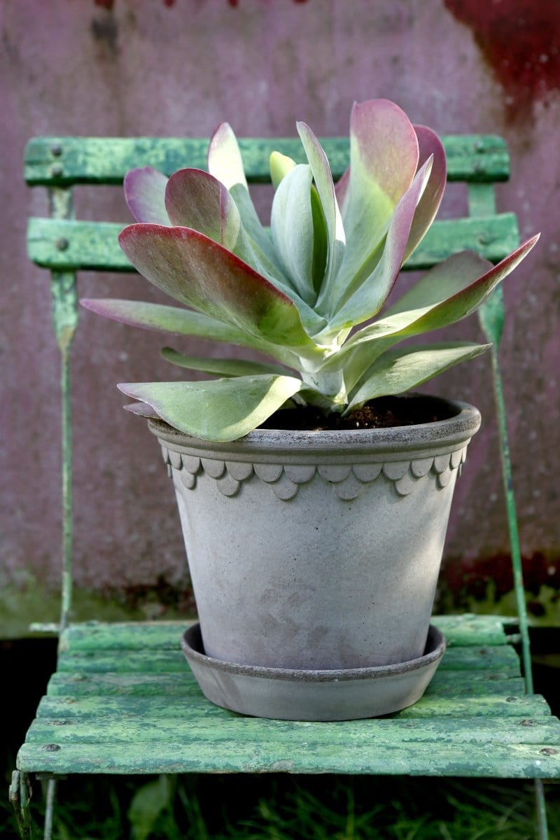 Københavner 'Slotspotten' med underskål, rå grå - Blomsterverden